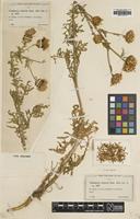 Type of Centaurea todari Lacaita [family ASTERACEAE]