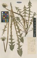 Type of Taraxacum altissimum Lindb.f. [family ASTERACEAE]