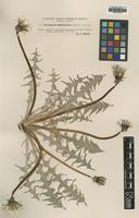 Type of Taraxacum chloroticum Dahlst. [family ASTERACEAE]