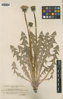 Type of Taraxacum fasciatum Dahlst. [family ASTERACEAE]