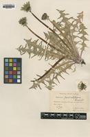 Type of Taraxacum pectinatiforme Lindb.f. [family ASTERACEAE]