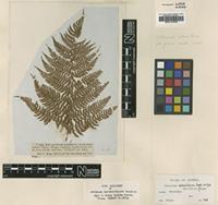 Type of Athyrium distentifolium Tausch ex Opiz [family WOODSIACEAE]