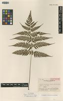 Isotype of Athyrium yakusimense Tagawa [family WOODSIACEAE]