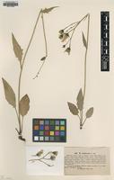 Type of Hieracium imbricatum Lindeb. [family ASTERACEAE]