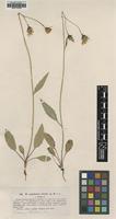 Type of Hieracium angustatum Lindeb. var. elatum [family ASTERACEAE]
