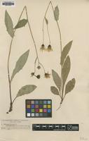 Type of Hieracium dovrense Dahlst. ssp. glabellum [family ASTERACEAE]