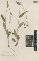 Type of Hieracium dovrense Lindeb. ssp. pachycephalum [family ASTERACEAE]