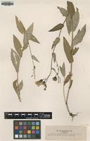 Type of Hieracium prenanthoides Lindeb. var. latifolium [family UNKNOWN]