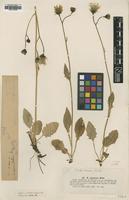 Type of Hieracium nigrescens Willd. [family ASTERACEAE]