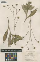 Type of Hieracium christeneri Favrat [family UNKNOWN]