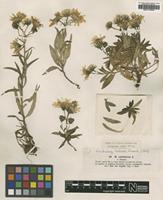 Type of Hieracium umbellatum Lindeb. var. littorale [family ASTERACEAE]
