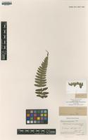Type of Nephrodium unifurcatum Baker [family DRYOPTERIDACEAE]
