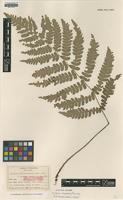 Isolectotype of Diplazium dimorphophyllum Koidz. [family WOODSIACEAE]