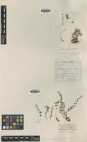 Type of Woodsia hancockii Baker [family WOODSIACEAE]