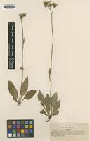 Type? of Hieracium caesium Lindeb. var. allpestre [family ASTERACEAE]