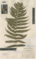 Isotype of Dryopteris commixta Tagawa [family DRYOPTERIDACEAE]