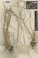 Type? of Dactylis elongata Du Parquet [family POACEAE]