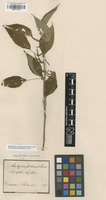 Isolectotype of Acalypha subsana Nees & Mart. [family EUPHORBIACEAE]