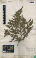 Type of Polycnemum glaucum Pall. [family CHENOPODIACEAE]
