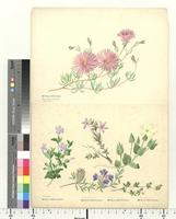 Blepharacanthus Nees ex Lindl., species from South Africa