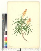 Aloe L., species from South Africa
