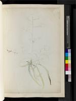Musschia aurea (L.) Dumort., from Madeira