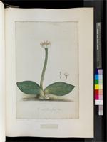 Haemanthus albiflorus Jacq., from South Africa