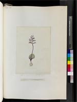 Lachenalia hirta (Thunb.) Thunb., from South Africa