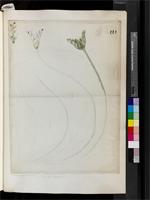 Aponogeton distachyus L.f., provenance unknown