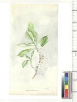 Aoranthe cladantha (K. Schum.) Somers, from Nigeria