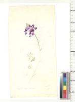 Tephrosia vogelii Hook f., from Nigeria