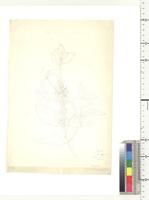 Oxyanthus DC., species from Nigeria