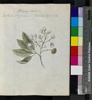 Curtisia faginea Aiton from South Africa