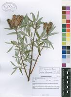 Filed as Salix mucronata Thunb. [family SALICACEAE]