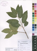 Filed as Prunus africana (Hook.f.) Kalkman [family ROSACEAE]
