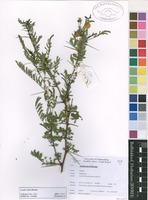Filed as Acacia torrei Brenan [family MIMOSACEAE]