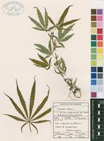 Filed as Cannabis sativa L. [family CANNABACEAE]