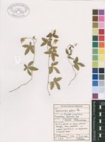 Filed as Dalechampia galpinii Pax [family EUPHORBIACEAE]