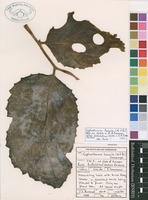 Filed as Cyphostemma humile (N.E.Br.) Desc. ex Wild & R.B.Drumm. subsp. dolichopus (C.A.Sm.) Wild & R.B.Drumm. [family VITACEAE]