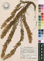 Filed as Hymenophyllum capillare Desv. [family HYMENOPHYLLACEAE]