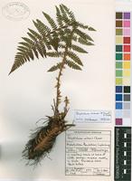 Filed as Polystichum sinense (H.Christ) H.Christ [family DRYOPTERIDACEAE]