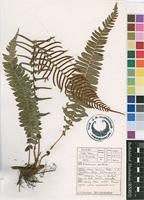 Filed as Blechnum australe L. [family BLECHNACEAE]