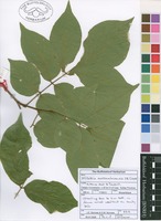 Filed as Millettia mossambicensis J.B.Gillett [family FABACEAE]