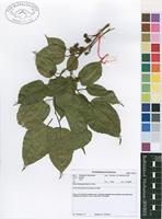 Filed as Morus mesozygia Stapf ex A.Chev. [family MORACEAE]