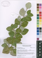 Filed as Androstachys johnsonii Prain [family PICRODENDRACEAE]