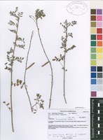 Filed as Indigofera lupatana Baker f. [family FABACEAE]