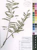 Filed as Elephantorrhiza goetzei (Harms) Harms subsp. goetzei [family MIMOSACEAE]
