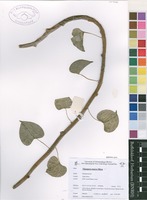 Filed as Tinospora tenera Miers [family MENISPERMACEAE]