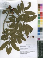 Filed as Trichilia emetica Vahl subsp. emetica [family MELIACEAE]