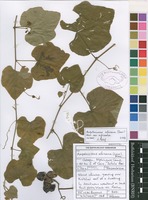 Filed as Ampelocissus africana (Lour.) Merr. var. africana [family VITACEAE]
